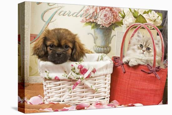 Persian Cat with Tibetan Spaniel Puppy in Baskets-null-Stretched Canvas