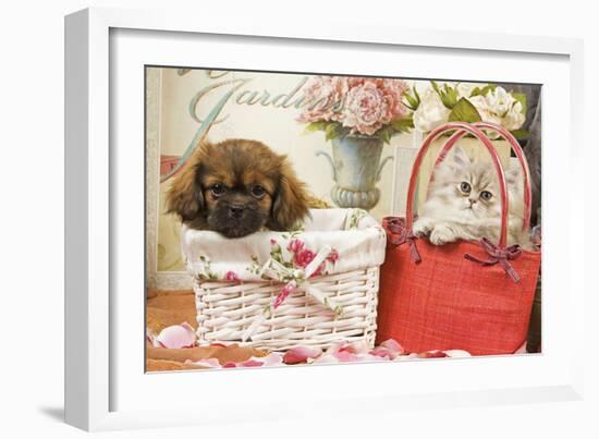 Persian Cat with Tibetan Spaniel Puppy in Baskets-null-Framed Photographic Print