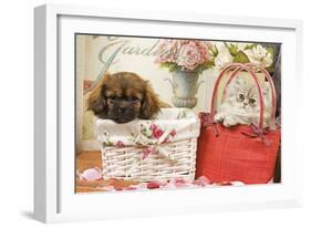 Persian Cat with Tibetan Spaniel Puppy in Baskets-null-Framed Photographic Print