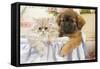 Persian Cat with Tibetan Spaniel Puppy-null-Framed Stretched Canvas