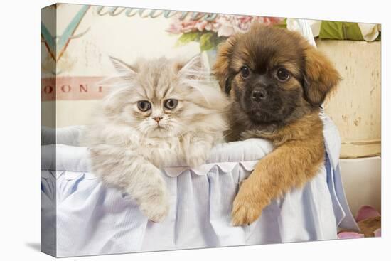 Persian Cat with Tibetan Spaniel Puppy-null-Stretched Canvas