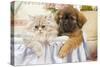 Persian Cat with Tibetan Spaniel Puppy-null-Stretched Canvas