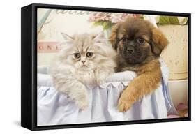 Persian Cat with Tibetan Spaniel Puppy-null-Framed Stretched Canvas