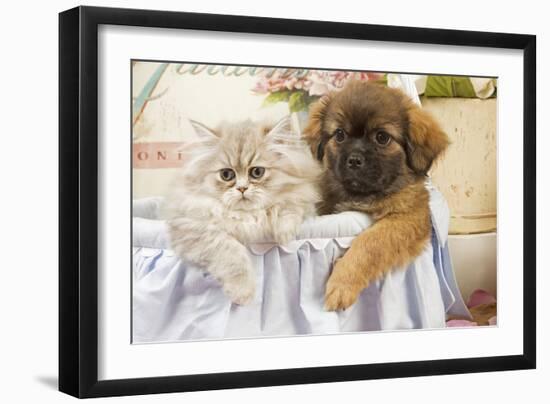 Persian Cat with Tibetan Spaniel Puppy-null-Framed Photographic Print