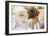 Persian Cat with Tibetan Spaniel Puppy-null-Framed Photographic Print