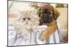 Persian Cat with Tibetan Spaniel Puppy-null-Mounted Photographic Print