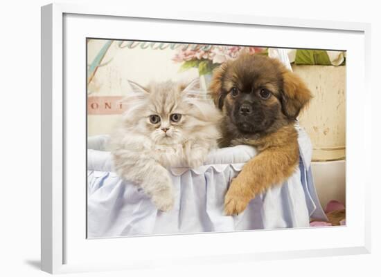 Persian Cat with Tibetan Spaniel Puppy-null-Framed Photographic Print