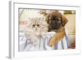 Persian Cat with Tibetan Spaniel Puppy-null-Framed Photographic Print