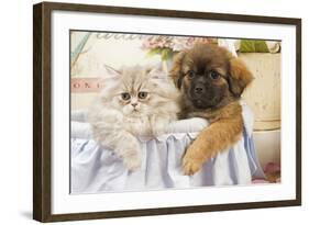 Persian Cat with Tibetan Spaniel Puppy-null-Framed Photographic Print