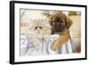 Persian Cat with Tibetan Spaniel Puppy-null-Framed Photographic Print