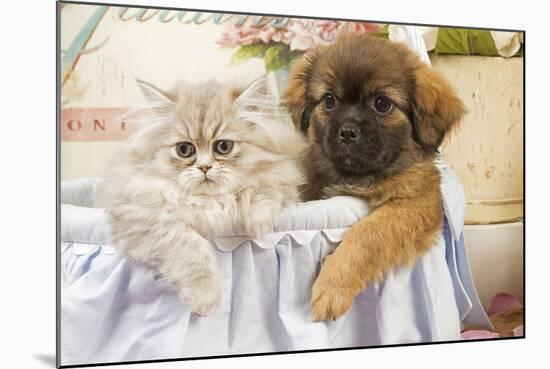 Persian Cat with Tibetan Spaniel Puppy-null-Mounted Photographic Print