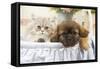 Persian Cat with Tibetan Terrier Puppy-null-Framed Stretched Canvas