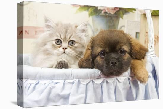 Persian Cat with Tibetan Terrier Puppy-null-Stretched Canvas