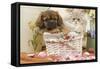 Persian Cat with Tibetan Terrier Puppy-null-Framed Stretched Canvas