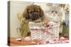 Persian Cat with Tibetan Terrier Puppy-null-Stretched Canvas