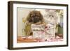 Persian Cat with Tibetan Terrier Puppy-null-Framed Photographic Print