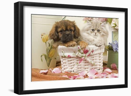 Persian Cat with Tibetan Terrier Puppy-null-Framed Photographic Print