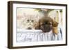 Persian Cat with Tibetan Terrier Puppy-null-Framed Photographic Print