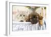 Persian Cat with Tibetan Terrier Puppy-null-Framed Photographic Print