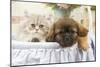 Persian Cat with Tibetan Terrier Puppy-null-Mounted Photographic Print