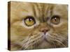 Persian Cat-null-Stretched Canvas