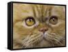 Persian Cat-null-Framed Stretched Canvas