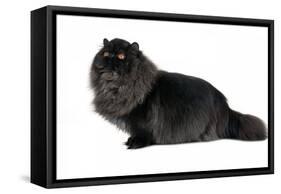 Persian Cat-Fabio Petroni-Framed Stretched Canvas