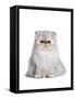 Persian Cat-Fabio Petroni-Framed Stretched Canvas