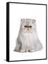 Persian Cat-Fabio Petroni-Framed Stretched Canvas