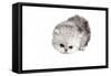 Persian Cat-Fabio Petroni-Framed Stretched Canvas