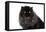 Persian Cat-Fabio Petroni-Framed Stretched Canvas