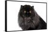 Persian Cat-Fabio Petroni-Framed Stretched Canvas