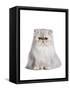 Persian Cat-Fabio Petroni-Framed Stretched Canvas