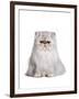 Persian Cat-Fabio Petroni-Framed Photographic Print