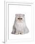 Persian Cat-Fabio Petroni-Framed Photographic Print