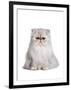 Persian Cat-Fabio Petroni-Framed Photographic Print