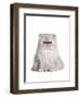 Persian Cat-Fabio Petroni-Framed Photographic Print