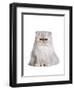 Persian Cat-Fabio Petroni-Framed Photographic Print