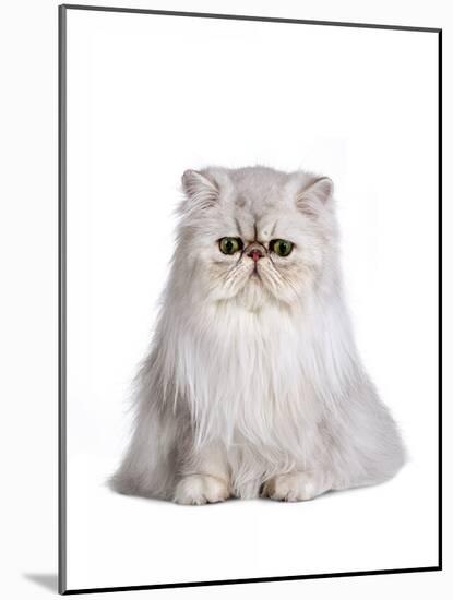 Persian Cat-Fabio Petroni-Mounted Photographic Print