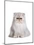 Persian Cat-Fabio Petroni-Mounted Photographic Print