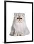 Persian Cat-Fabio Petroni-Framed Photographic Print