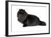 Persian Cat-Fabio Petroni-Framed Photographic Print