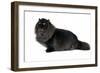 Persian Cat-Fabio Petroni-Framed Photographic Print