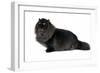 Persian Cat-Fabio Petroni-Framed Photographic Print