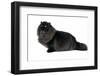 Persian Cat-Fabio Petroni-Framed Photographic Print