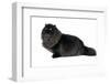 Persian Cat-Fabio Petroni-Framed Photographic Print