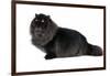 Persian Cat-Fabio Petroni-Framed Photographic Print