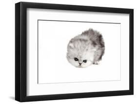 Persian Cat-Fabio Petroni-Framed Photographic Print