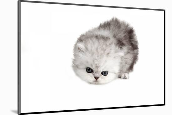 Persian Cat-Fabio Petroni-Mounted Photographic Print