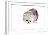 Persian Cat-Fabio Petroni-Framed Photographic Print